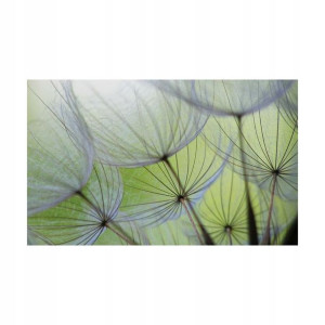 Fototapeta Dmuchawiec 104 x 70 cm