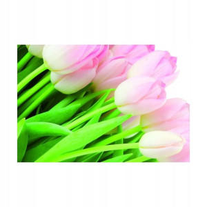 Fototapeta Tulipany 254 x 184 cm