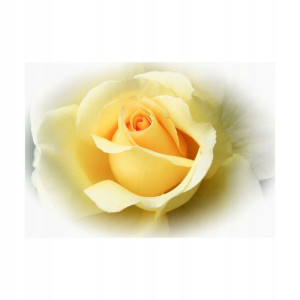 Fototapeta Rose 368 x 254 cm
