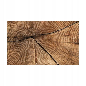 Fototapeta Pień 312 x 219 cm
