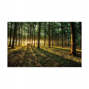 Fototapeta Las 368 x 254 cm