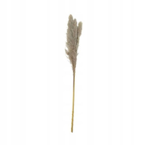 Trawa pampasowa źdźbło 115cm naturalna