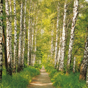 Fototapeta papierowa Birkenwald 368 x 254 cm