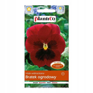 Bratek ogrodowy czerwony