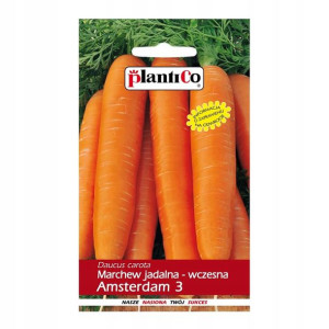 Marchew Amsterdamska