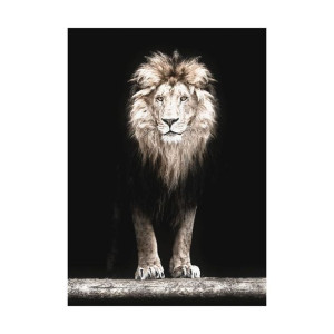 Plakat Lew 50 x 70 cm