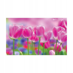 Kanwa Różowe Tulipany 100 x 75 cm