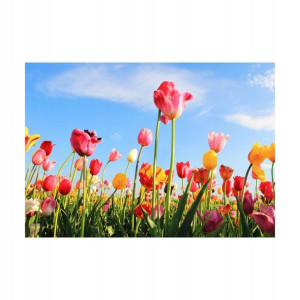 Kanwa Artcanvas Tulipany 100 x 70 cm