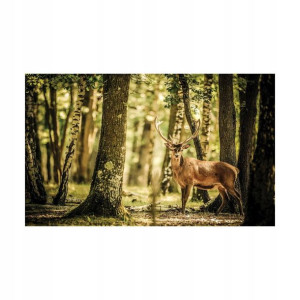 Fototapeta JELEŃ 312 x 219 cm