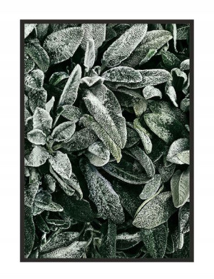 OBRAZ PLAKAT W RAMIE 53x73 cm Liście P1769