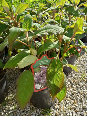 Hortensja kosmata Macrophylla cenna odmiana