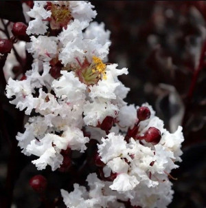 Lagerstroemia Black Diamond Pure White 80-100cm C2