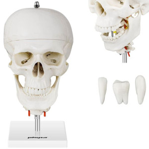 Model anatomiczny czaszki człowieka z kręgami szyjnymi i zębami w skali 1:1