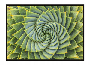 OBRAZ PLAKAT W RAMIE 53x73 cm Liście P1494
