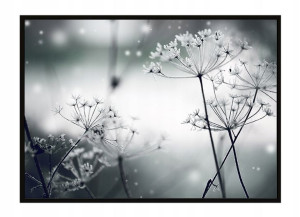OBRAZ PLAKAT W RAMIE 53x73 cm Dmuchawce P1487