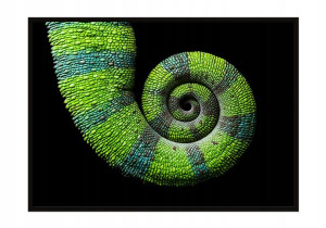 OBRAZ PLAKAT W RAMIE 33x43 cm Kameleon P1136