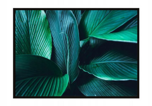OBRAZ PLAKAT W RAMIE 73x53 cm Liście P1124