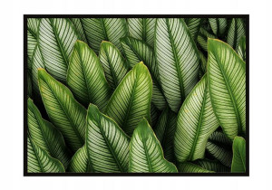 OBRAZ PLAKAT W RAMIE 73x53 cm Liście P1119