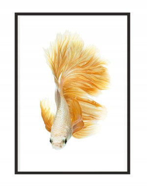 OBRAZ PLAKAT W RAMIE 33x43 cm Rybka P1106