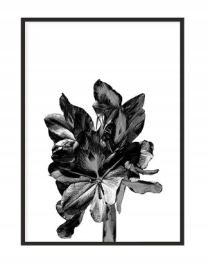 OBRAZ PLAKAT W RAMIE 33x43 cm Kwiat P1101