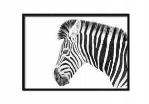 OBRAZ PLAKAT W RAMIE 53x73 cm Zebra Poziom P885