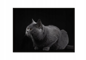 OBRAZ PLAKAT W RAMIE 33x43 cm Kot Poziom P868