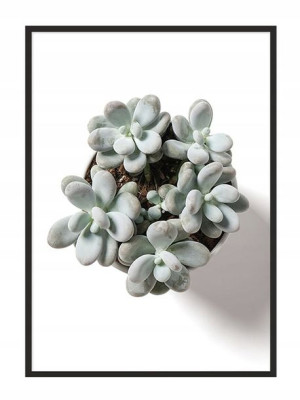 OBRAZ PLAKAT W RAMIE 33x43 cm Sukulent P871
