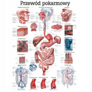 Anatomia Tablica Przewód Pokarmowy Laminowana Pl