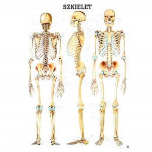 Anatomia TABLICA laminowana SZKIELET człowieka