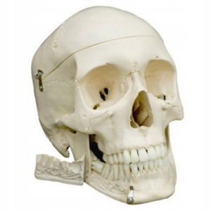 Czaszka Anatomiczna Model 3D 1:1 4