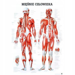 Tablica anatomiczna plansza plakat UKŁAD MIĘŚNIOWY
