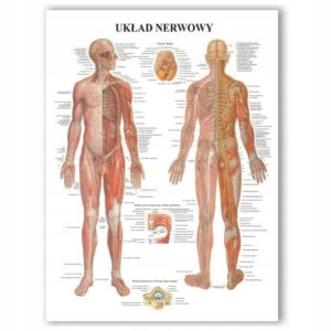 Tablica anatomiczna UKŁAD NERWOWY profesjonalna PL
