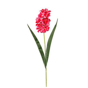 Hiacynt G45 Czerwony (49cm)