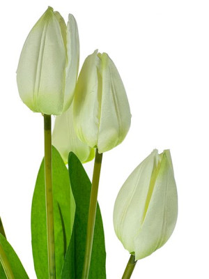 Tulipan w bukiecie 7 szt. T89 45 cm (ecru)
