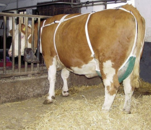 Siatka na wymiona duża z pasem naszyjnym (XL)