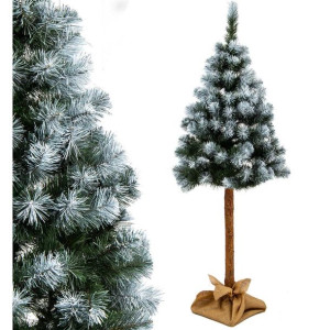 Choinka na pniu 160 cm Sosna Diamentowa