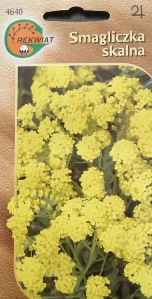 Smagliczka skalna nasiona skalniak byliny