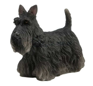 Szkocki Terrier - Pies Veronese Wu76899aa