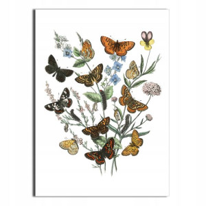1x Obraz Bukiet Motyli 60x80