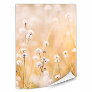 1x Plakat Białe Kwiaty 30x40