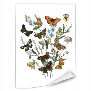 1x Plakat Bukiet Motyli 40x50