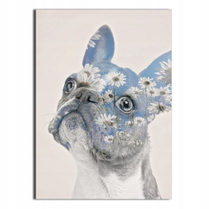1x Plakat Buldog Francuski 40x50