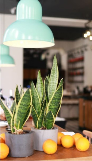 Sansewieria Laurentii Wężownica Sansevieria P9