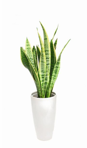 Sansewieria Laurentii Wężownica Sansevieria P14