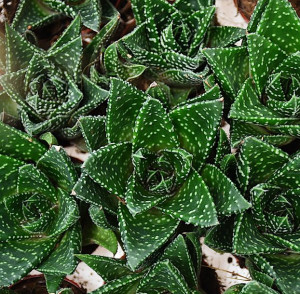 Aloe Aristata Tiki Tahi P5