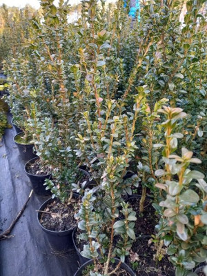 Bukszpan Rotundifolia idealny na żywopłot