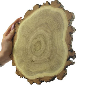 Plaster Akacji 20-25 cm gr. 2 cm Szlifowany z Korą Drewno akacjowe