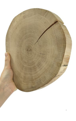 Okorowany Plaster Dębu 20-25 cm gr. 4 cm Szlifowany Drewno dębowe