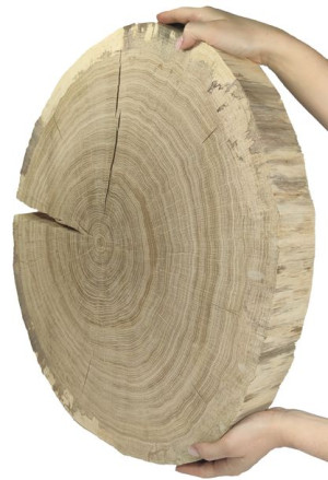 Okorowany Plaster Dębu 50-55 cm gr. 6 cm Szlifowany Drewno dębowe