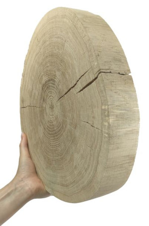 Okorowany Plaster Dębu 30-35 cm gr. 5 cm Szlifowany Drewno dębowe